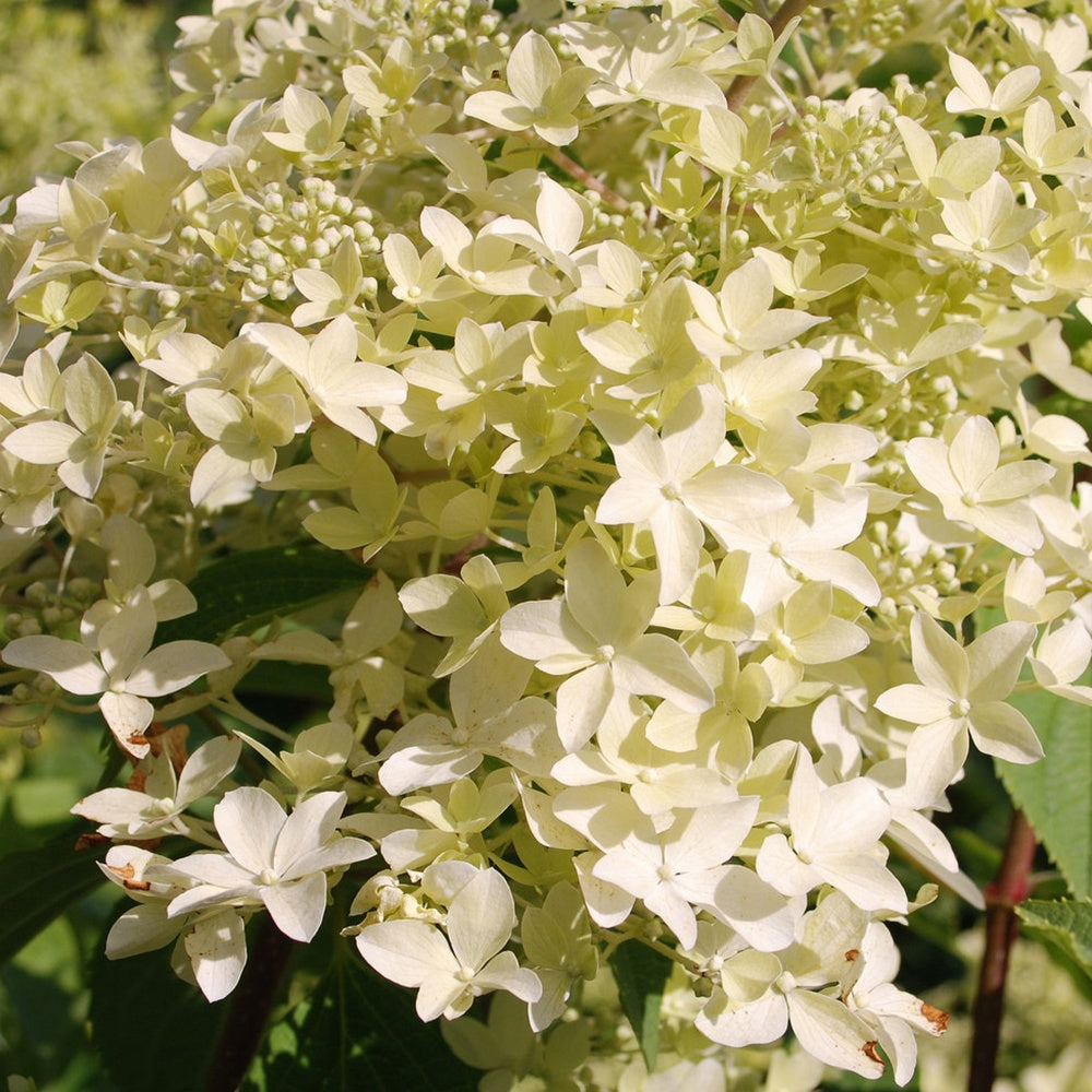 Hortensia paniculé Dentelle de Gorron ® - Hydrangea paniculata dentelle de gorron ® 'rencri'