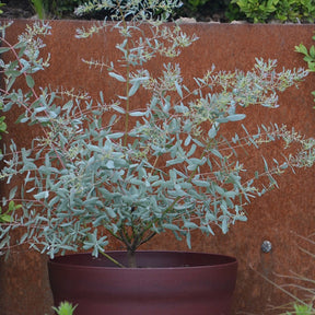 Eucalyptus gunnii France Bleu