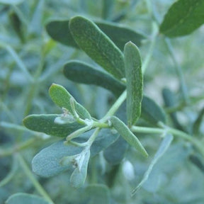 Eucalyptus gunnii France Bleu