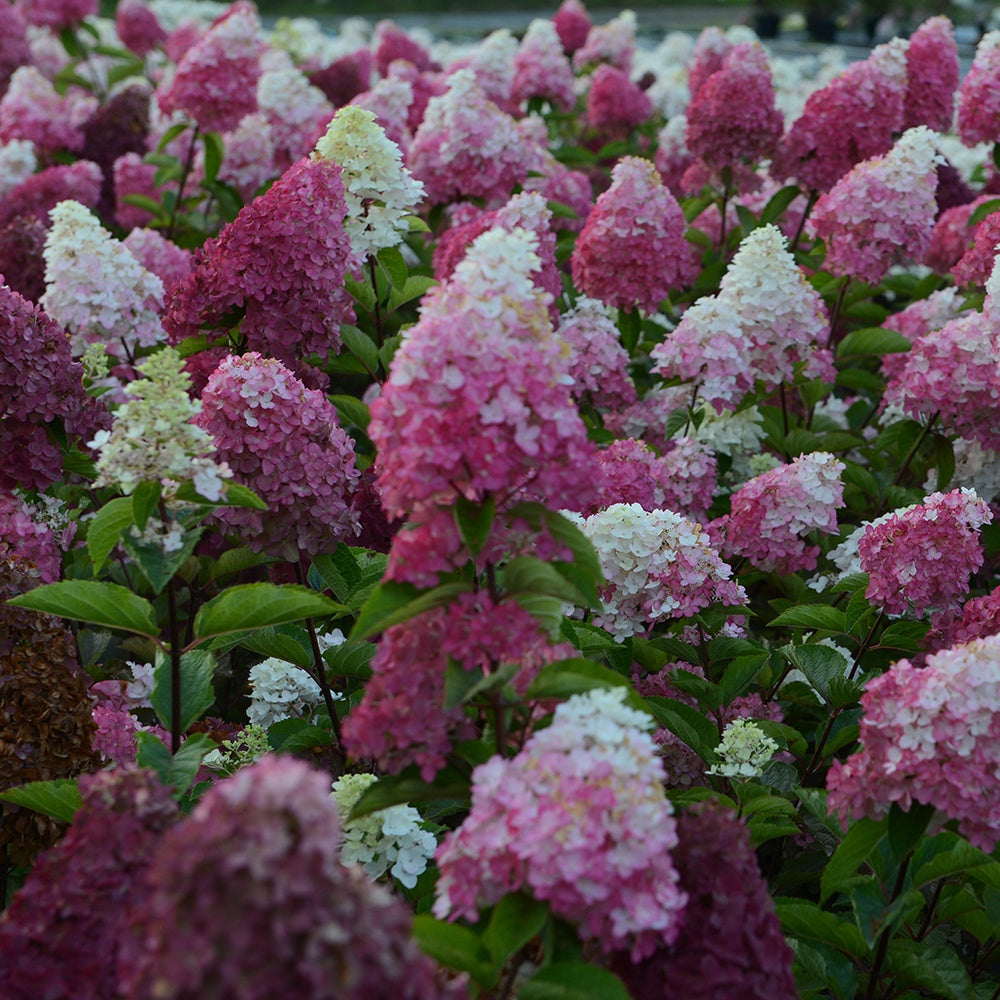 Hortensia paniculé Fraise Melba® Renba - Hydrangea paniculata fraise melba ® ‘renba’