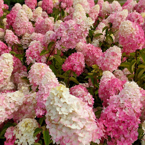 Hortensia paniculé Fraise Melba® Renba - Hydrangea paniculata fraise melba ® ‘renba’