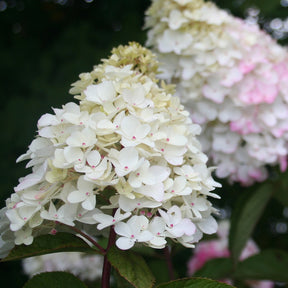 Hortensia paniculé Fraise Melba® Renba - Hydrangea paniculata fraise melba ® ‘renba’