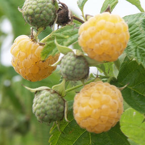 Collections de fruitiers - Collection de 6 Framboisiers : Sumo 2, FallGold, Marastar - Rubus idaeus marastar ®, sumo 2, fallgold