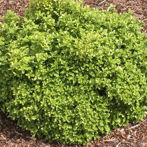 Pittosporum Golf Ball - Pittosporum tenuifolium ‘golf ball’ - Plantes