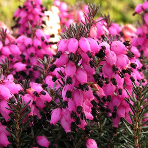 Bruyère d'hiver Lucie - Erica darleyensis winter belles ® 'lucie' - Bruyères