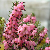 Bruyère d'hiver Phoebe - Erica darleyensis phoebe - Plantes