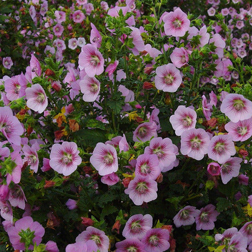 Mauve du Cap Miss Pinky - Anisodontea scabrosa miss pinky - Plantes