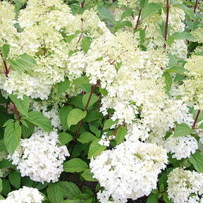 Hortensia paniculé Diamantino® - Hydrangea paniculata diamantino ® 'ren101' - Plantes