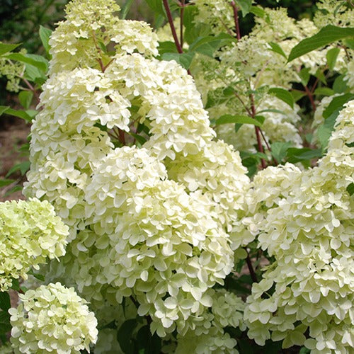 Hortensia paniculé Diamantino® - Hydrangea paniculata diamantino ® 'ren101' - Willemse