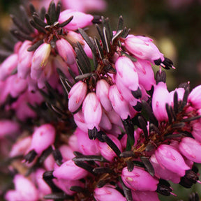 Bruyère d'hiver Léa - Erica darleyensis lea - Plantes