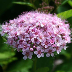 Spiraea betulifolia Pink Sparkler® - Spirée à feuilles de bouleau Pink Sparkler® - Spirées