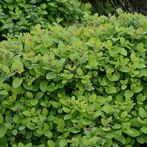 Spirées - Spirée à feuilles de bouleau Pink Sparkler® - Spiraea betulifolia Pink Sparkler®