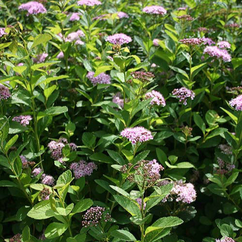 Vente Spirée à feuilles de bouleau Pink Sparkler® - Spiraea betulifolia Pink Sparkler®