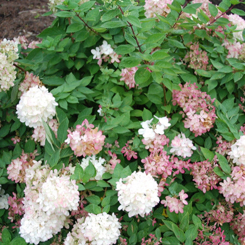 Hortensia paniculé Harry's Souvenir - Willemse