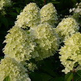 Hortensia paniculé Magical® Candle - Willemse