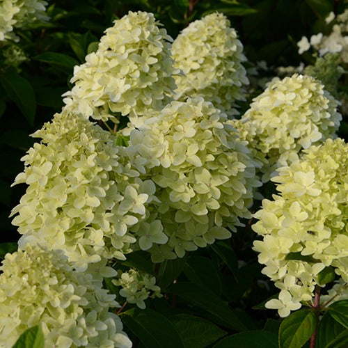 Hortensia paniculé Magical® Candle - Willemse