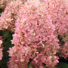 Hortensia paniculé Magical® Candle - Hydrangea paniculata magical ® candle - Willemse