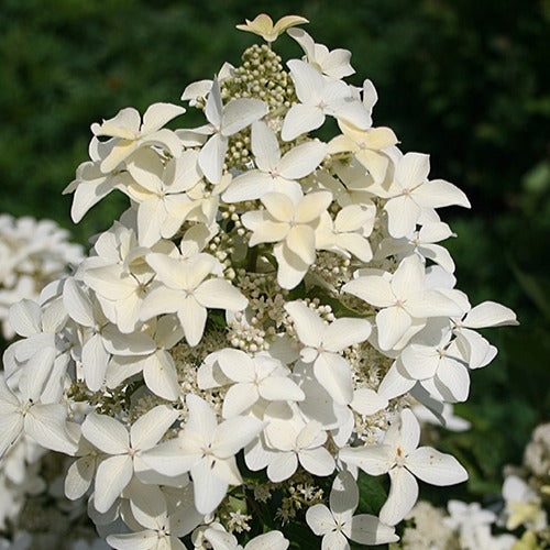 Hortensia paniculé Magical® Starlight - Willemse