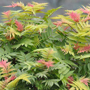 Sorbaire Pink Hopi® - Sorbaria sorbifolia pink hopi ® - Willemse