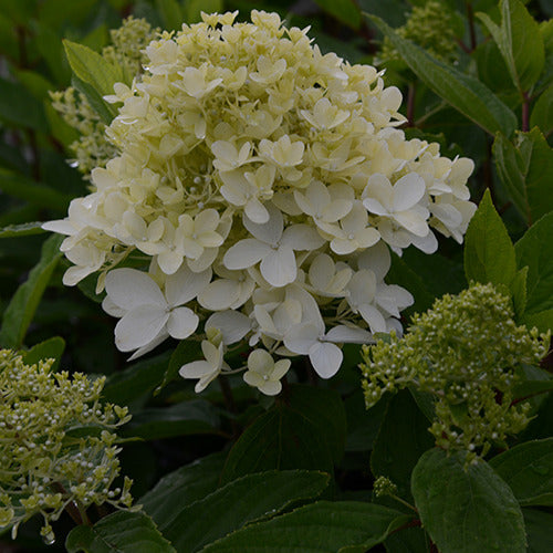 Hortensia paniculé Magical® Sweet Summer - Willemse