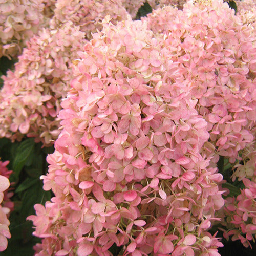 Hortensia paniculé Magical® Sweet Summer - Hydrangea paniculata magical ® sweet summer - Willemse