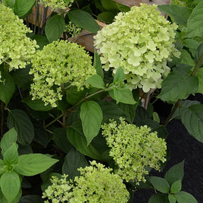 Hortensia paniculé Ruby Angels Blush - Willemse