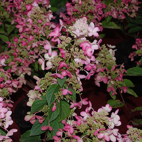 Hortensia paniculé Ruby Angels Blush - Hydrangea paniculata ruby angels blush - Willemse