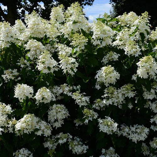 Hortensia paniculé Great Star® Le Vasterival - Willemse