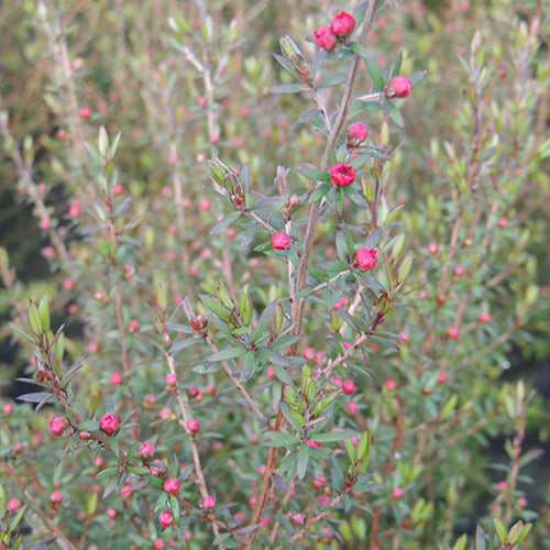 Arbre à thé Ruby Glow - Willemse