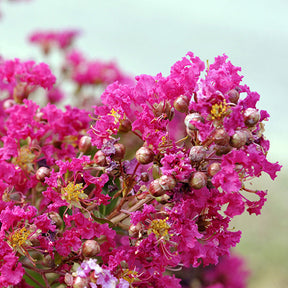 Lilas des Indes Lilas d'été Mimie® Fuchsia - Willemse