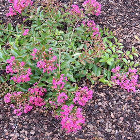 Lilas des Indes Lilas d'été Mimie® Fuchsia - Lagerstroemia indica mimie ® fuchsia - Willemse