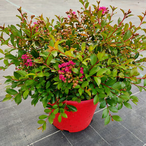 Lagerstroemia indica mimie ® fuchsia - Lilas des Indes Lilas d'été Mimie® Fuchsia - Lilas des Indes