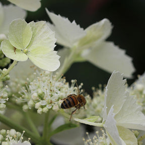 Hortensia paniculé Pink Lady - Hydrangea paniculata pink lady - Willemse