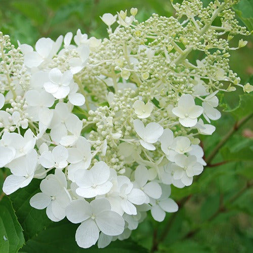 Hortensia paniculé Goliath - Willemse