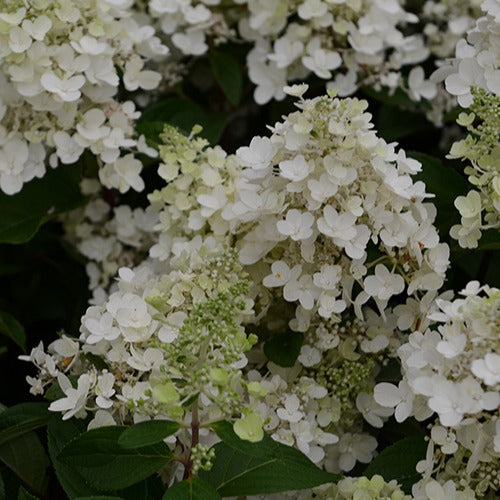 Hortensia paniculé Candlelight - Willemse