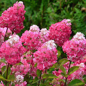 Hortensia paniculé Framboisine® 'Rensam' - Hydrangea paniculata framboisine® 'rensam' - Plantes