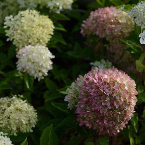 Hortensia paniculé Romantic Ace® Renvagor - Hydrangea paniculata romantic ace ® 'renvagor' - Arbustes