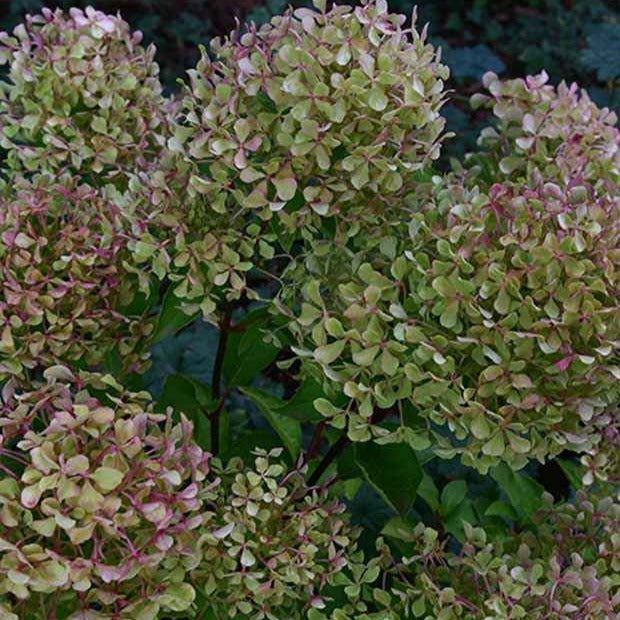 Hortensia paniculé Romantic Ace® Renvagor - Hydrangea paniculata romantic ace ® 'renvagor'