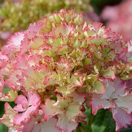 Hortensia So Long® Sunny - Hydrangea macrophylla so long ® sunny 'tk02' - Arbustes