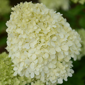 Hortensia paniculé Séléction - Hydrangea paniculata selection - Willemse