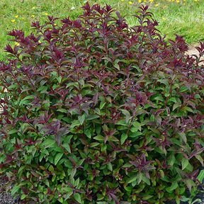 Spirée du Japon Merlo® Green - Spiraea japonica merlo ® green - Willemse