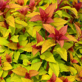 Spirée du Japon Merlo® Star - Spiraea japonica merlo ® star - Willemse