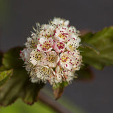 Physocarpe Amber Jubilé® Jefam - Physocarpus opulifolius amber jubilee ® 'jefam' - Plantes