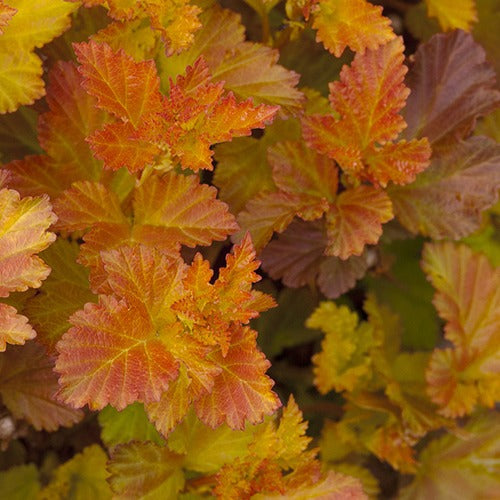 Physocarpe Amber Jubilé® Jefam - Physocarpus opulifolius amber jubilee ® 'jefam'