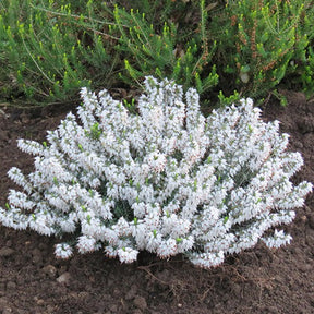 Bruyère d'hiver  Snowbelle - Erica carnea snowbelle - Plantes vivaces