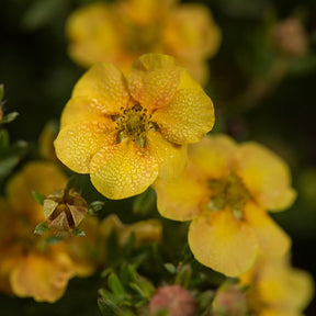 Potentille arbustive Citrus Tart - Potentilla fruticosa citrus tart - Arbustes