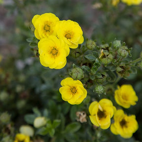 Potentille arbustive Citrus Tart - Potentilla fruticosa citrus tart - Potentilles