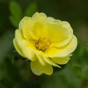 Potentille arbustive Lemon Meringue - Potentilla fruticosa lemon meringue - Willemse