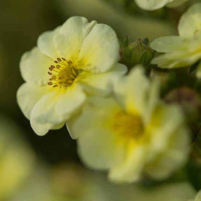 Potentilla fruticosa lemon meringue - Potentille arbustive Lemon Meringue - Potentilles