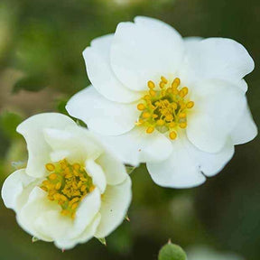 Potentille arbustive Crème Brûlée - Potentilla fruticosa creme brûlée - Plantes